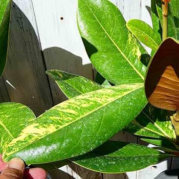 Amazon | タイサンボク 斑入り 苗 6号鉢 泰山木 苗木 植木 白い